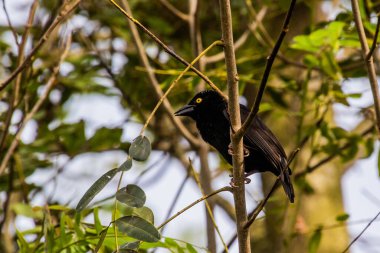 Vieillot 'tan Black Weaver (Ploceus nigerrimus) Kazinga Kanalı yakınlarında, Uganda