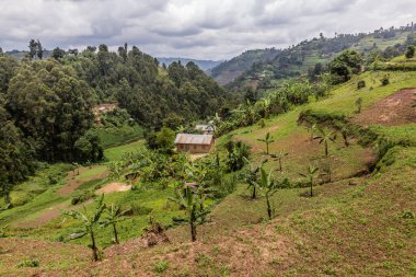 Bunyonyi Gölü yakınlarındaki yemyeşil arazi, Uganda