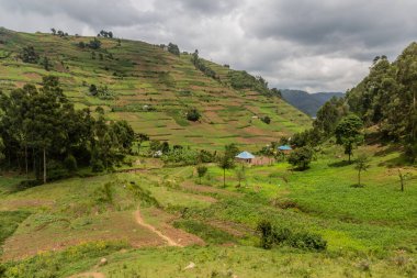 Bunyonyi Gölü yakınlarındaki yemyeşil arazi, Uganda