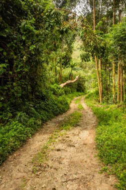Uganda 'nın Kilembe köyü yakınlarındaki kırsal yol.