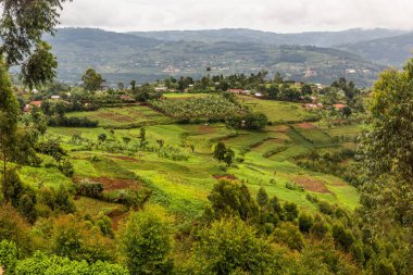 Kabale, Uganda yakınlarındaki yemyeşil manzara