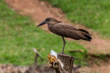 Hamerkop (Scopus umbretta) near Kisiizi Falls, Uganda clipart