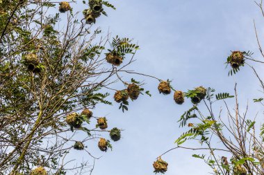 Kazinga Kanalı yakınlarındaki dokumacı yuvaları, Uganda