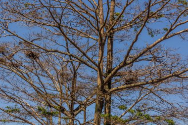 Marabou storks (Leptoptilos crumenifer) and theirs nests in Entebbe, Uganda clipart