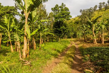 Fort Portal, Uganda yakınlarındaki krater göl bölgesinde kırsal yol.