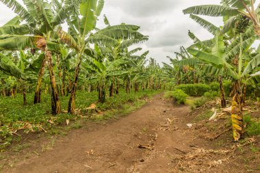 Fort Portal, Uganda yakınlarındaki bir krater göl bölgesindeki muz çiftliğinden geçen yol.