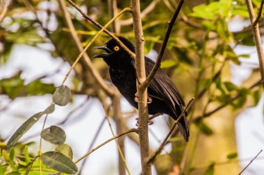 Vieillot 'tan Black Weaver (Ploceus nigerrimus) Kazinga Kanalı yakınlarında, Uganda