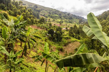 Bunyonyi Gölü yakınlarındaki yemyeşil arazi, Uganda