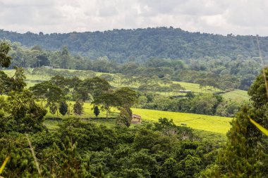 Uganda, Fort Portal yakınlarındaki krater gölü bölgesinde Rweetera köyü yakınlarında çay tarlaları olan kırsal alan.