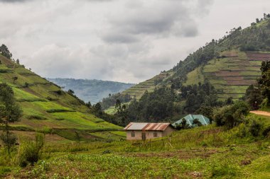 Bunyonyi Gölü yakınlarındaki yemyeşil arazi, Uganda
