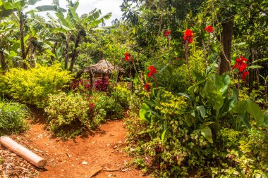 Uganda 'nın Sipi köyü yakınlarında küçük bir bahçe.