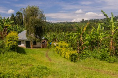 Rural house in the crater lakes region near Fort Portal, Uganda clipart