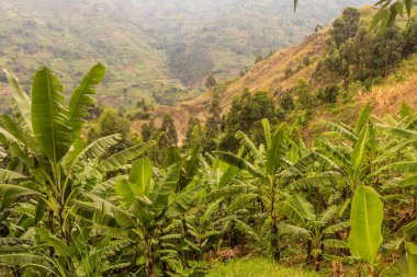 Uganda 'nın Kilembe köyü yakınlarındaki yemyeşil arazi.