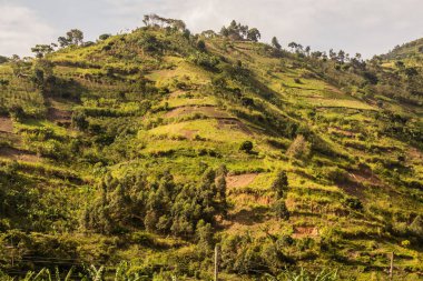 Uganda 'nın Kilembe köyü yakınlarındaki dağlar