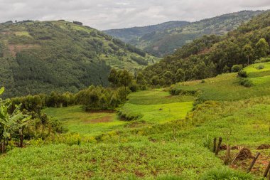 Kabale, Uganda yakınlarındaki yemyeşil manzara