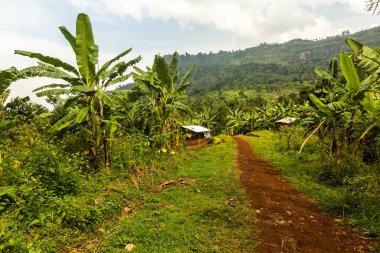 Uganda 'nın Budadiri köyü yakınlarındaki muz çiftliğinden geçen yol.