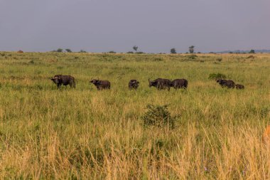Murchison Falls Ulusal Parkı, Uganda 'da Afrika bufaloları (Syncerus caffer)