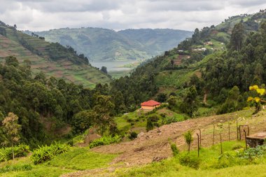 Bunyonyi Gölü yakınlarındaki yemyeşil arazi, Uganda