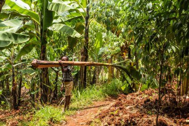 BUDADIRI, UGANDA - 26 Şubat 2020: Budadiri köyü yakınlarında muz fabrikası taşıyan yerel bir adam