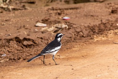 African Pied Wagtail (Motacilla aguimp) near Bunyonyi lake, Uganda clipart