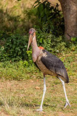 Murchison Falls Ulusal Parkı, Uganda 'da Marabou Leyleği (Leptoptilos crumenifer)