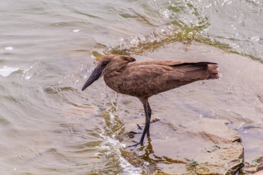 Hamerkop (Scopus umbretta) near Kazinga Channel, Uganda clipart