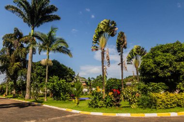 Entebbe, Uganda 'daki yeşil yemyeşil bahçe.