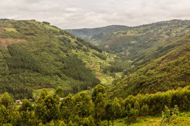 Kabale, Uganda yakınlarındaki yemyeşil manzara