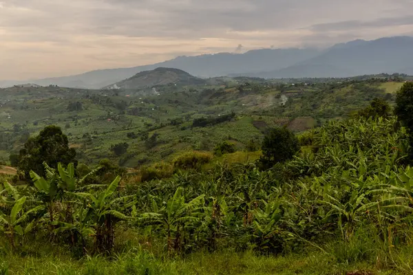 Fort Portal, Uganda yakınlarındaki krater göl bölgesinin verimli kırsal manzarası