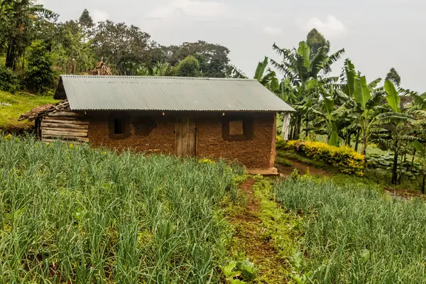 Sipi köyü yakınlarındaki kırsal ev, Uganda.