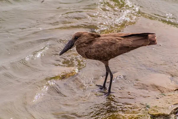 Kazinga Kanalı yakınlarındaki Hamerkop (Scopus umbretta), Uganda