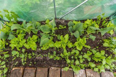 Bahçede yetişen çeşitli sebzeler - ıspanak, marul, turp, salatalık, domates ve kohlrabi