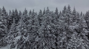 Çek Cumhuriyeti, Orlicke Hory Dağları 'ndaki karlı orman