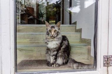 Young Maine Coon cat behind a glass door clipart