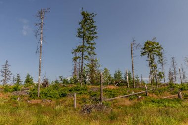 Çek Cumhuriyeti Beskydy Dağları 'ndaki Avrupa ladin böceği tarafından tahrip edilen orman