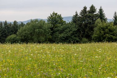 Çek Cumhuriyeti, Letohrad yakınlarında çiçek açan çayır