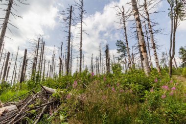 Çek Cumhuriyeti Beskydy Dağları 'ndaki Avrupa ladin böceği tarafından tahrip edilen orman