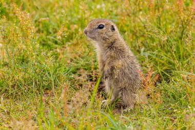 European ground squirrel (Spermophilus citellus) in the protected area Radouc in Mlada Boleslav city, Czech Republic clipart