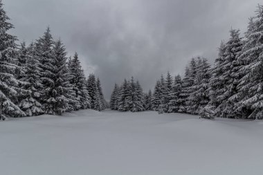 Çek Cumhuriyeti, Orlicke Hory Dağları 'ndaki bir ormanın kış manzarası