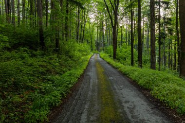 Forest road  in Jablunkovske mezihori hill area, Czech Republic clipart