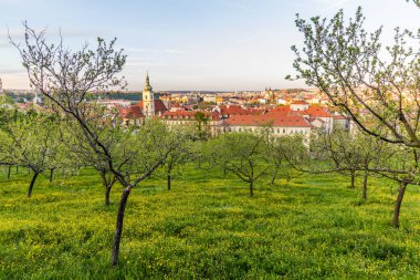 Çiçek açan ağaçlarla Prag 'ın havadan görünüşü, Çek Cumhuriyeti