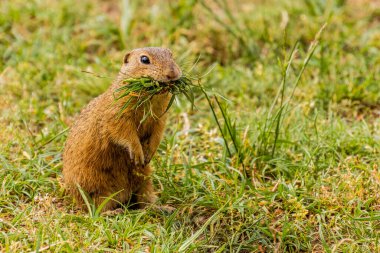 Çek Cumhuriyeti 'nin Mlada Boleslav kentindeki Radouc bölgesinde Avrupa yer sincabı (Spermophilus citellus)