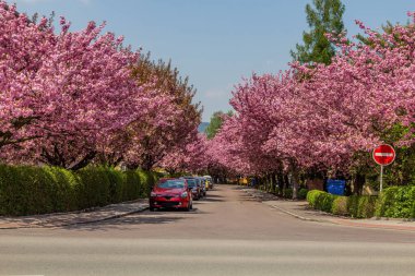 Usti nad Orlici, Çek Cumhuriyeti 'nin Spindlerova caddesinde çiçek açan sakura ağaçları