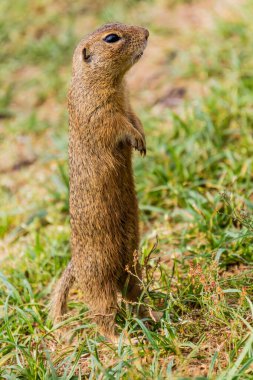 Çek Cumhuriyeti 'nin Mlada Boleslav kentindeki Radouc bölgesinde Avrupa yer sincabı (Spermophilus citellus)