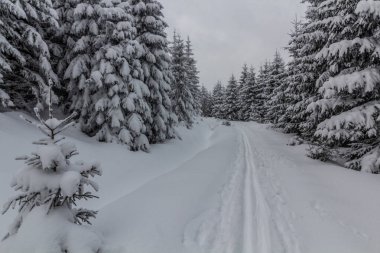 Çek Cumhuriyeti, Orlicke Hory Dağları 'ndaki bir orman kayak pistinin kış manzarası