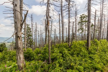 Çek Cumhuriyeti Beskydy Dağları 'ndaki Avrupa ladin böceği tarafından tahrip edilen orman