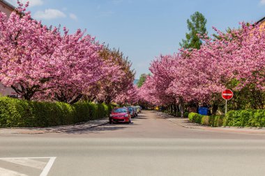 Usti nad Orlici, Çek Cumhuriyeti 'nin Spindlerova caddesinde çiçek açan sakura ağaçları