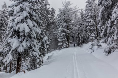 Çek Cumhuriyeti, Orlicke Hory Dağları 'ndaki bir orman kayak pistinin kış manzarası