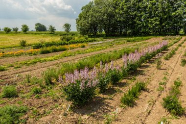 Çekoslovakya 'nın Markvartice köyündeki bir bahçe merkezinin çiçek tarlaları