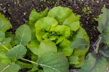 Bahçede marul manzarası